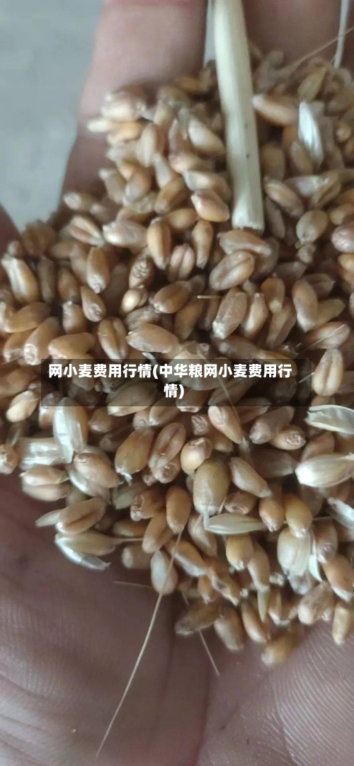 网小麦费用行情(中华粮网小麦费用行情)