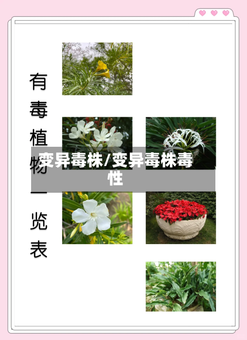 变异毒株/变异毒株毒性