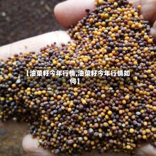 【油菜籽今年行情,油菜籽今年行情如何】