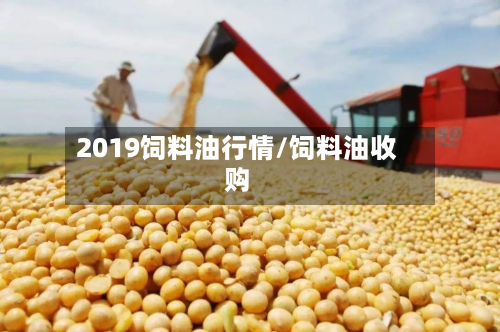 2019饲料油行情/饲料油收购