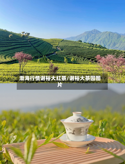 渤海行情谢裕大红茶/谢裕大茶园图片-第2张图片