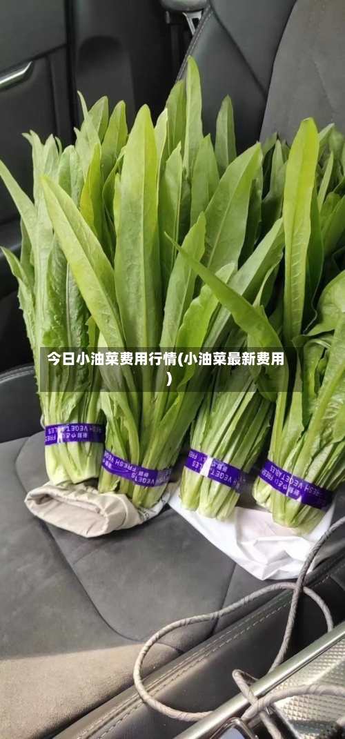 今日小油菜费用行情(小油菜最新费用)