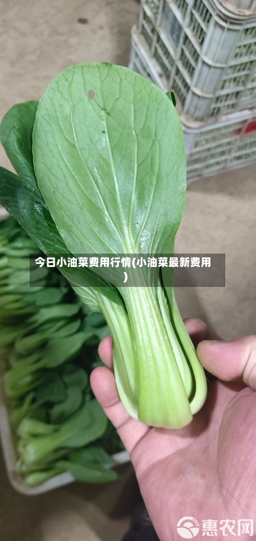 今日小油菜费用行情(小油菜最新费用)-第3张图片