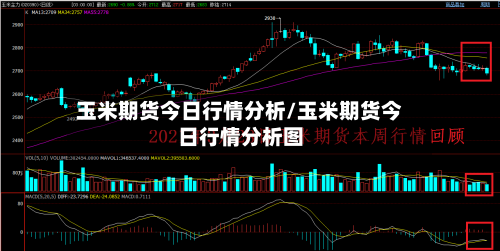 玉米期货今日行情分析/玉米期货今日行情分析图-第2张图片