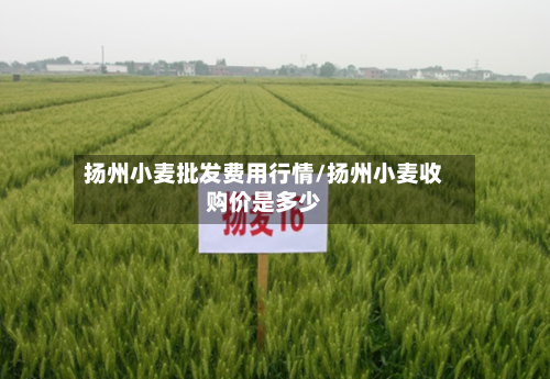 扬州小麦批发费用行情/扬州小麦收购价是多少