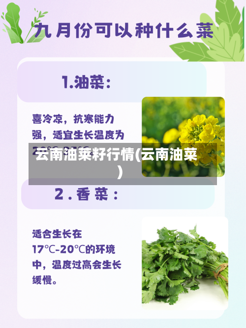 云南油莱籽行情(云南油菜)