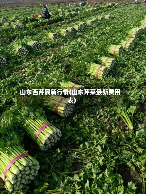 山东西芹最新行情(山东芹菜最新费用表)-第2张图片