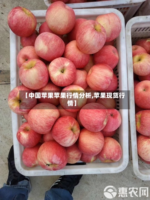 【中国苹果苹果行情分析,苹果现货行情】-第2张图片